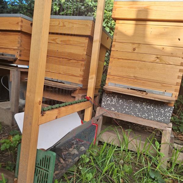 De afgewerkte harp